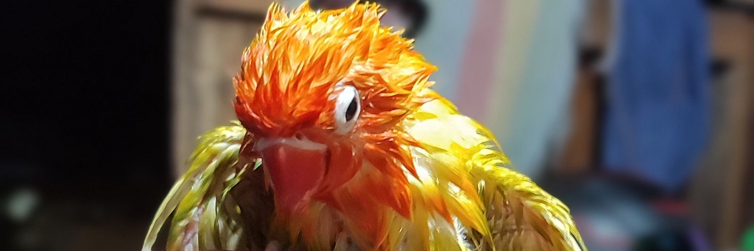 robharttt's profile banner image