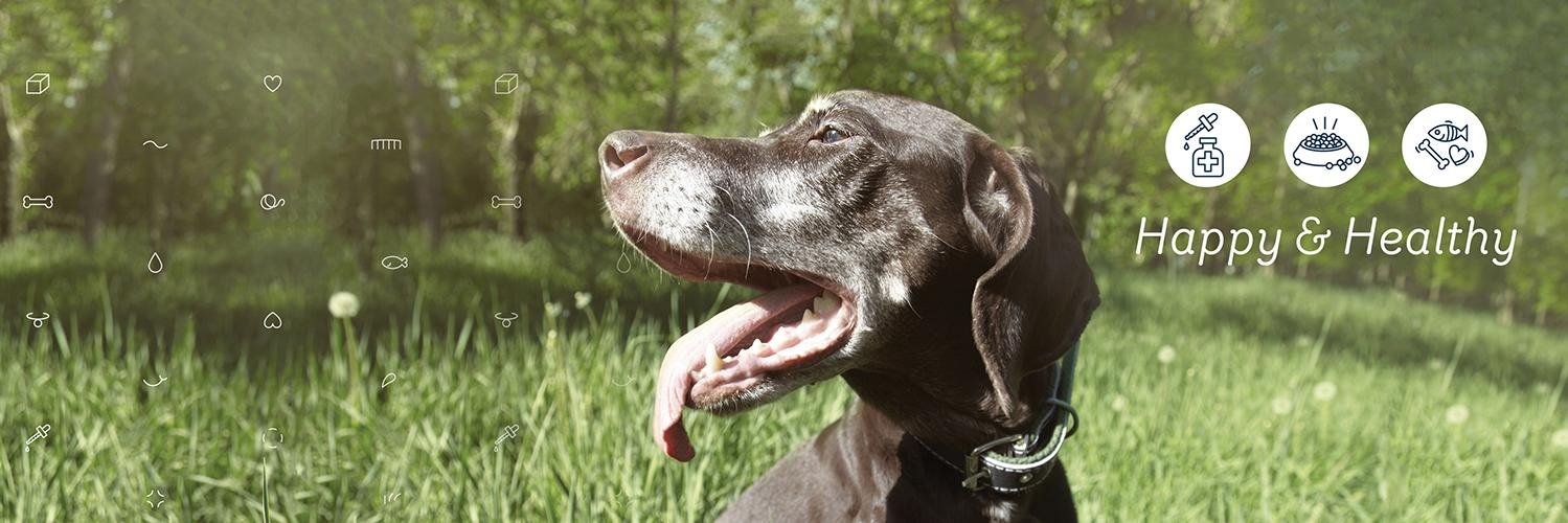 Absolute Pets banner