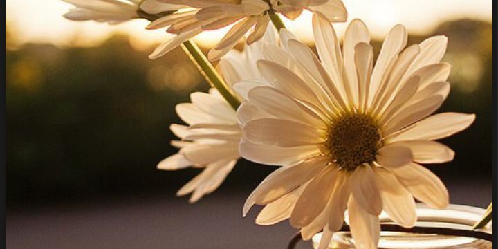 areian006's profile banner image
