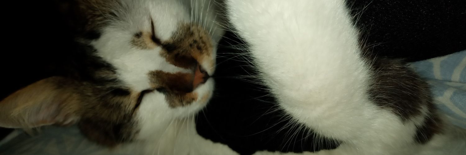 sofii_fontanini's profile banner image
