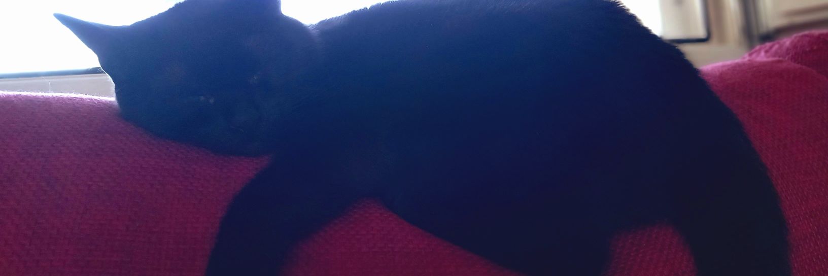 elisabroccoli01's profile banner image