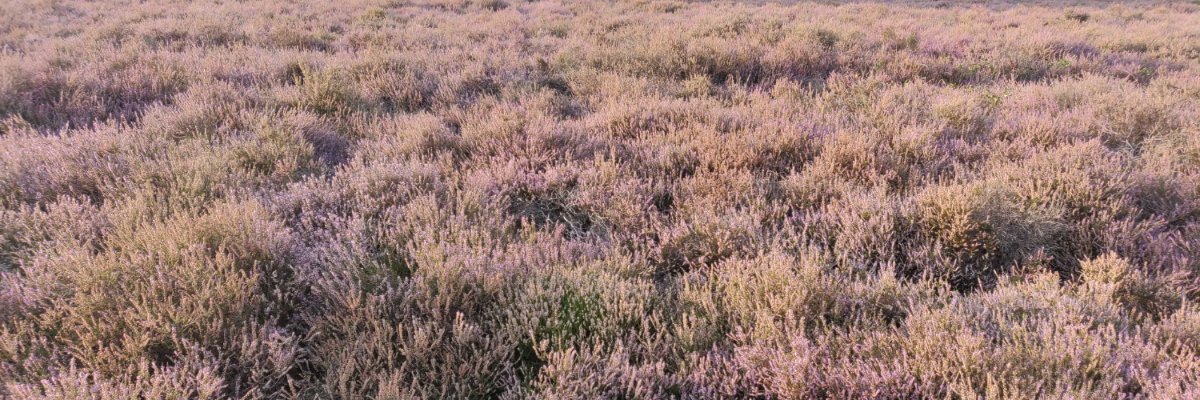 cannotmendes's profile banner image