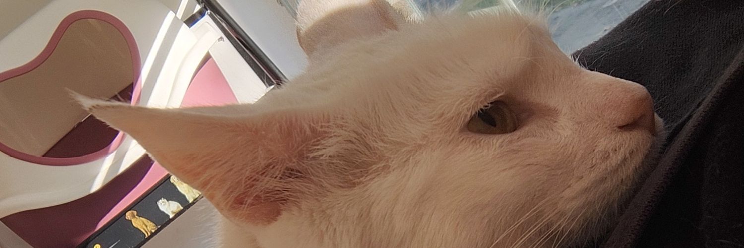 chulita53_'s profile banner image