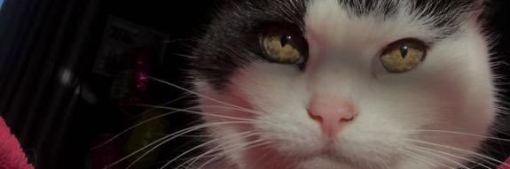 GeorgiaRitchieX's profile banner image