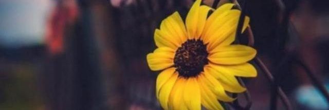 iykelet's profile banner image