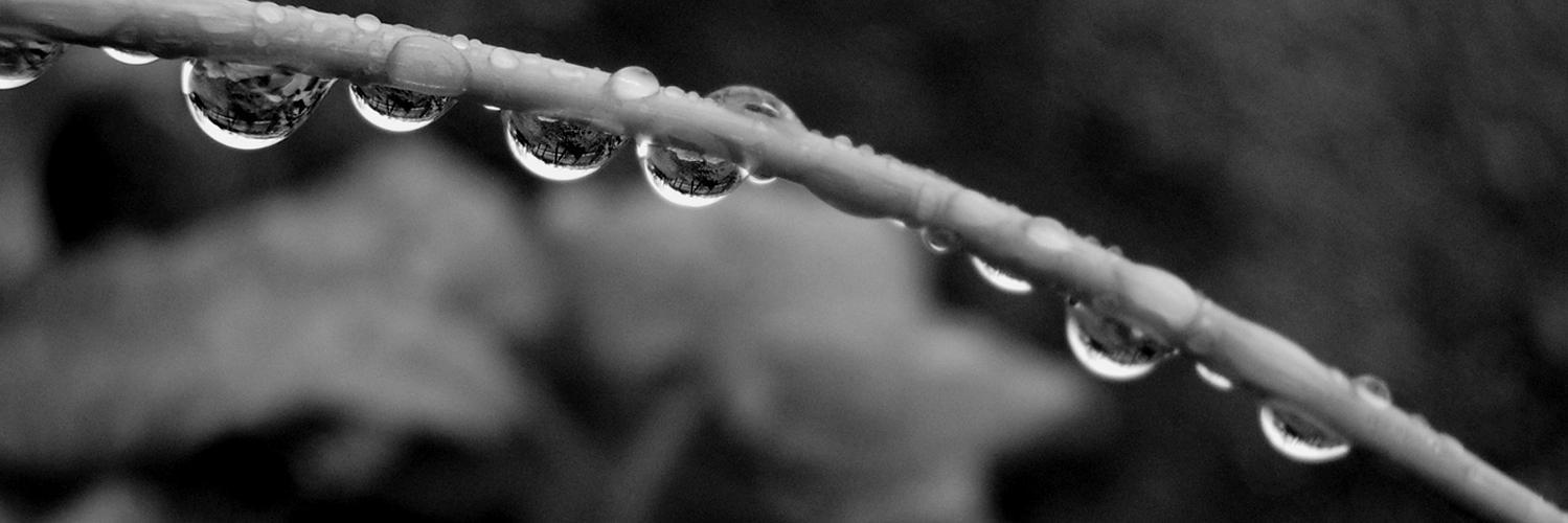 Dewfall Records banner