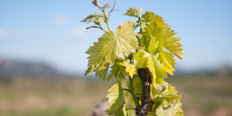 Menescal #TerraAlta banner