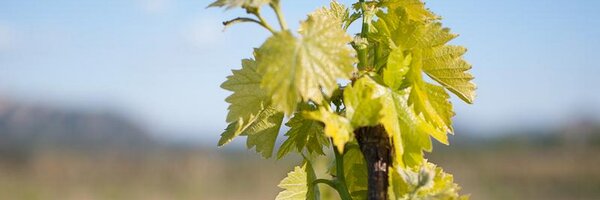 celler_menescal Profile Banner