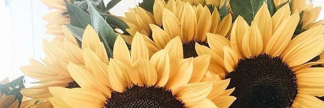 juliajamesward6's profile banner image