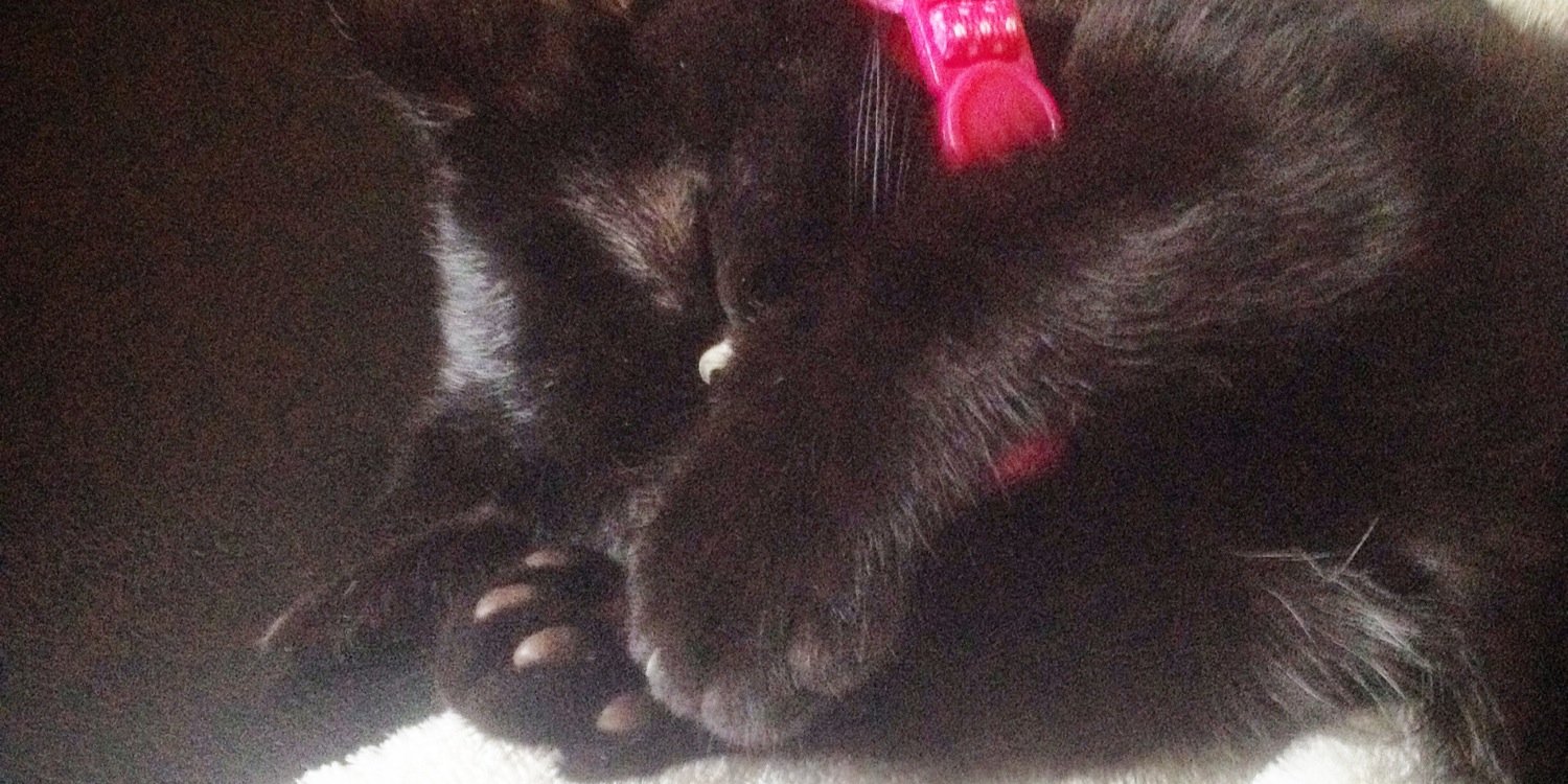 EldonTheCat's profile banner image