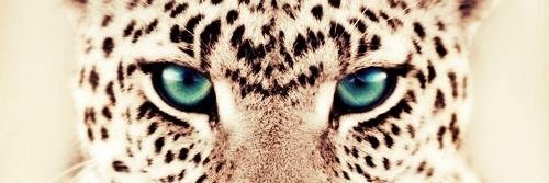 Corthecarpenter's profile banner image