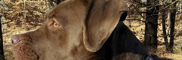 laurr42's profile banner image
