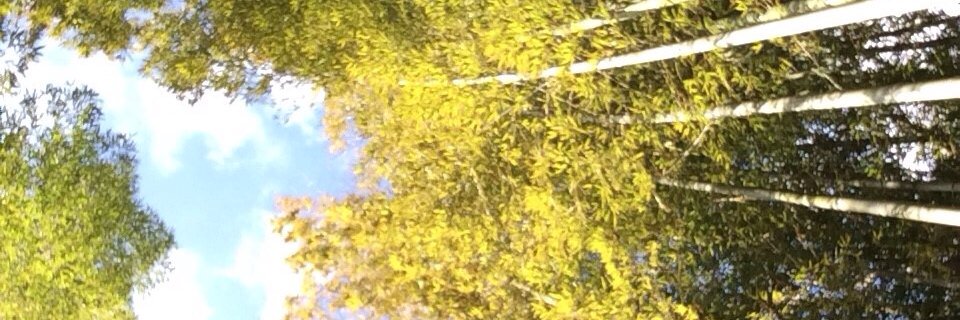 hiisaeee's profile banner image
