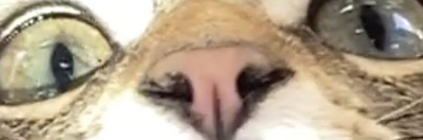 FreakOfFancy's profile banner image