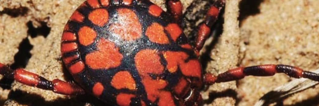 Ticks and TBP's banner