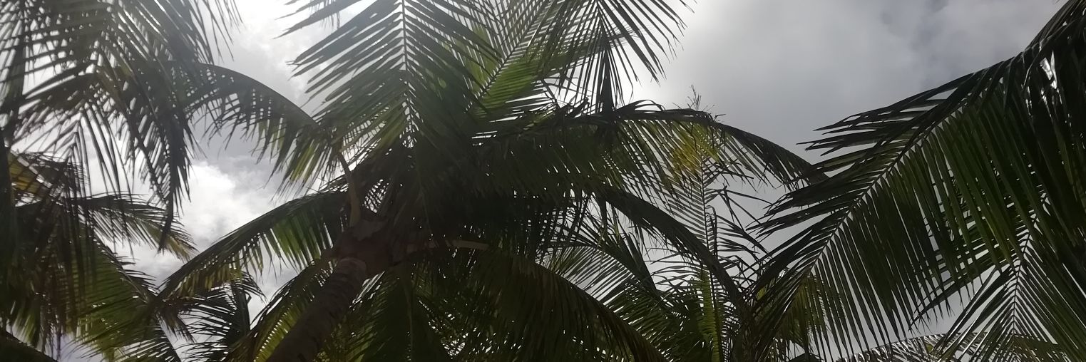 ALANMERA's profile banner image