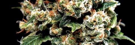 LEGALIZACHILE's profile banner image
