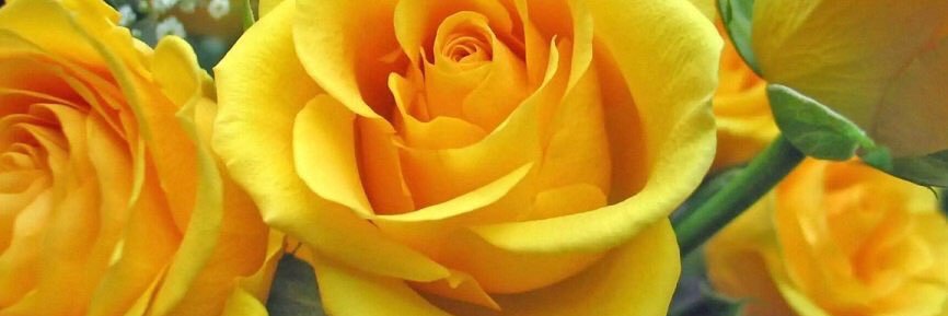 yellowrose816's profile banner image