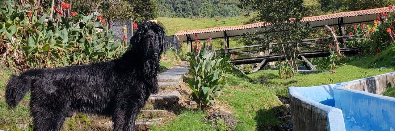 Termaguatibia's profile banner image