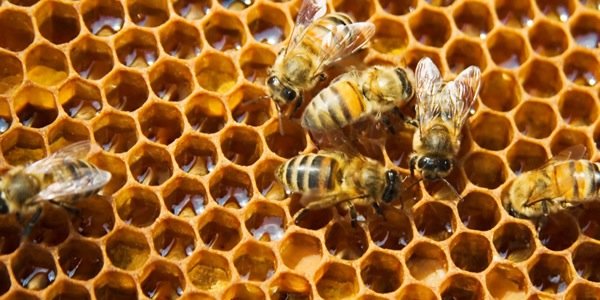 613honeybees's profile banner image