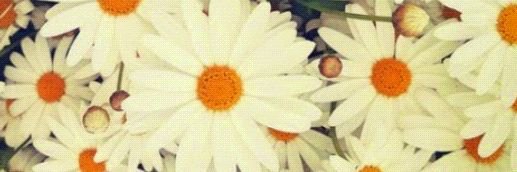 pipidecoud's profile banner image