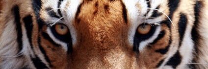 msalsap's profile banner image