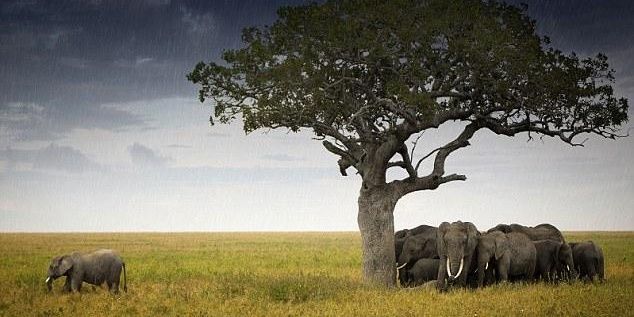 larryMkenya's profile banner image