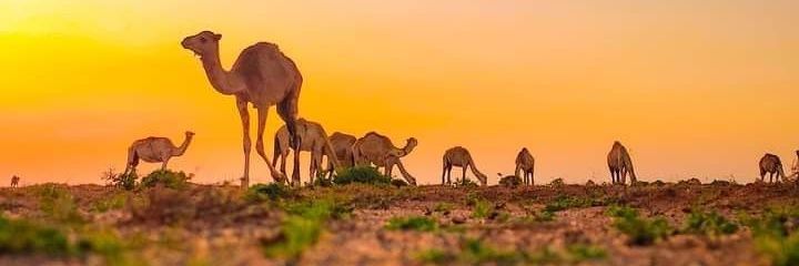 Jimcaale Xamari banner