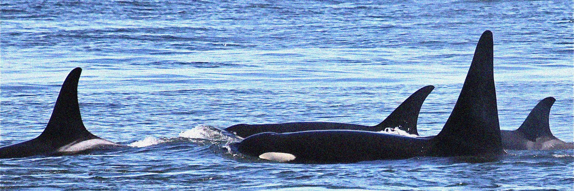 Orca Conservancy's banner