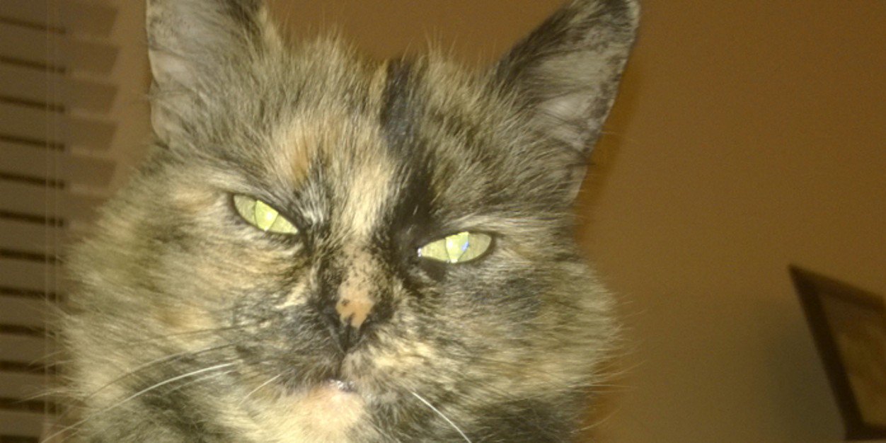 deedeeladybug's profile banner image