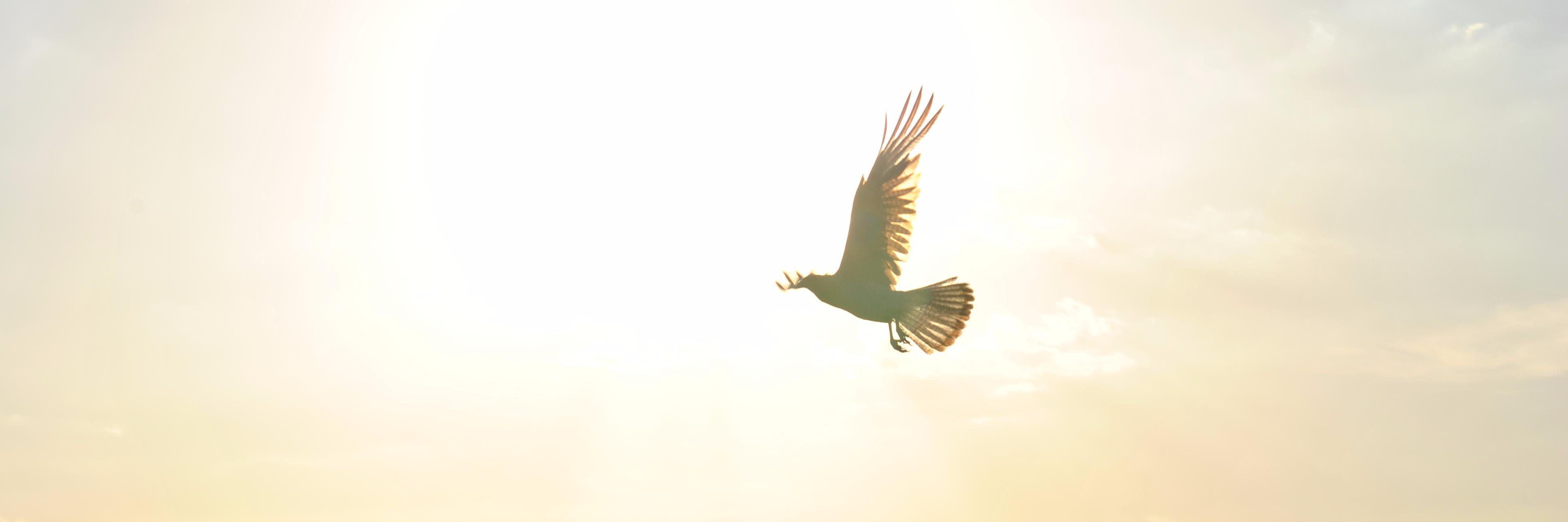 fulennon's profile banner image
