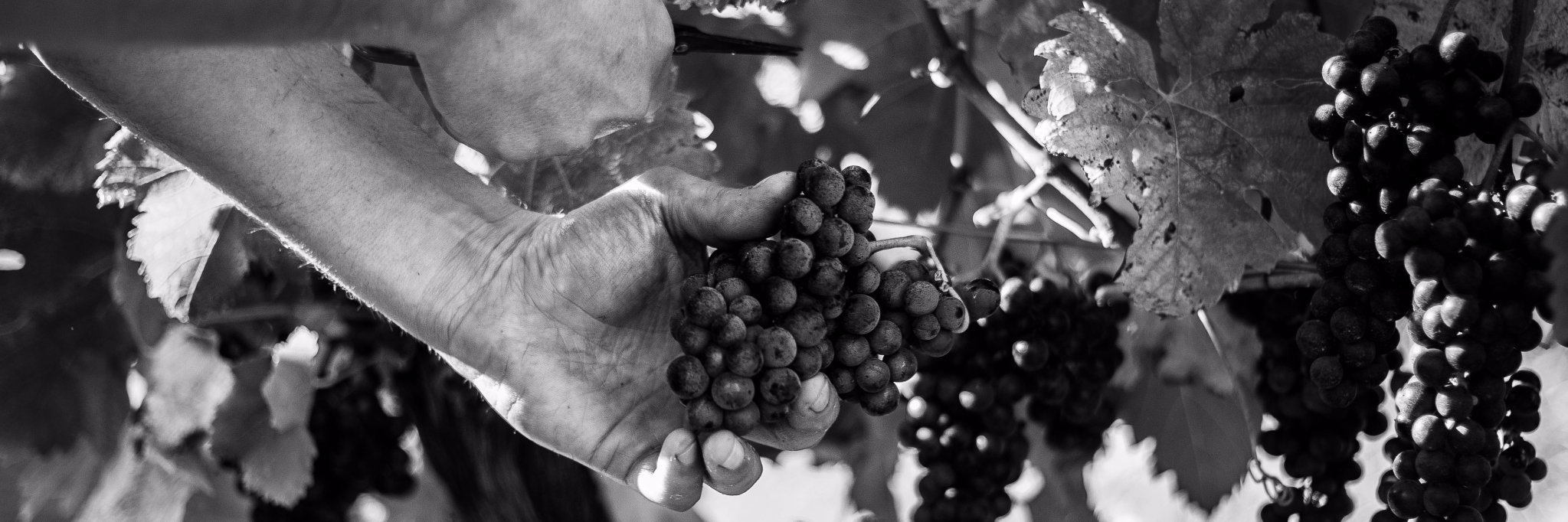 DOMAINE DE BILE banner