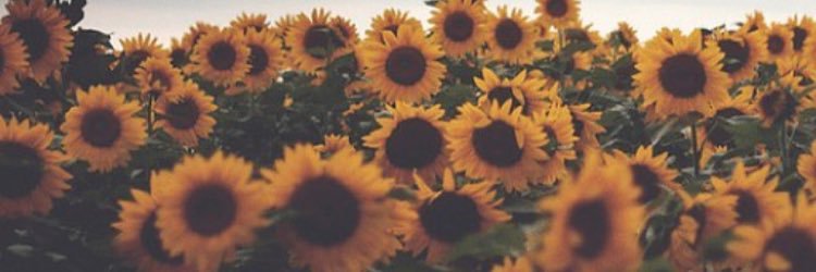 kelwilso's profile banner image