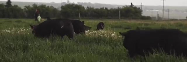 4kfarmsAB's profile banner image
