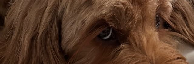Susan Buckley banner