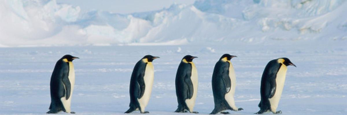 _DrPenguin's profile banner image