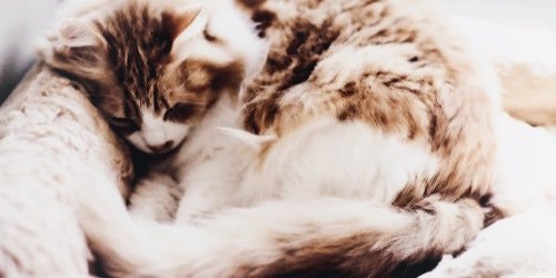 MikeCliffordOSH's profile banner image