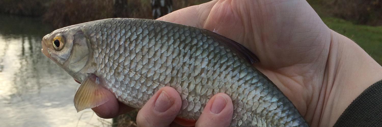 An Everyday Angler banner