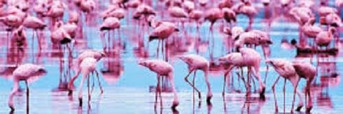 flamingomac's profile banner image