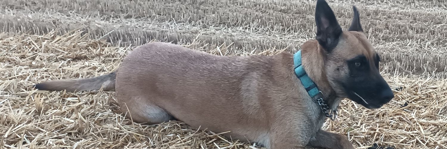 Josep M. Sabaté banner