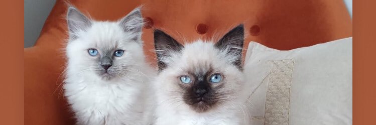AlexAndra182's profile banner image