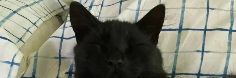 stefanieperg's profile banner image
