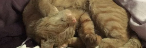 AliciaAsquith Profile Banner