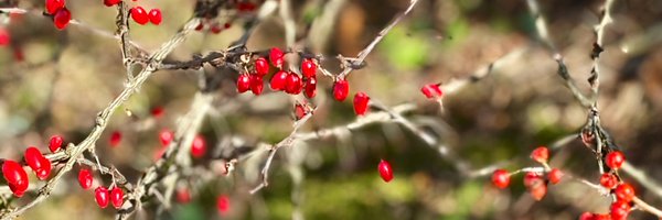 Catherin03 Profile Banner