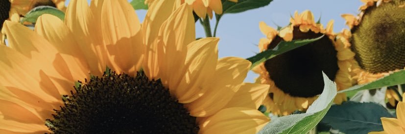 megbicks's profile banner image