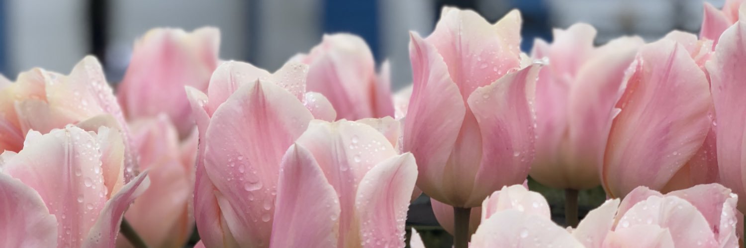 Alternative Ageing banner