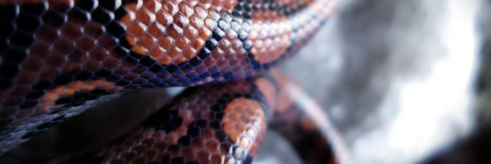 Shadow_Thorne's profile banner image