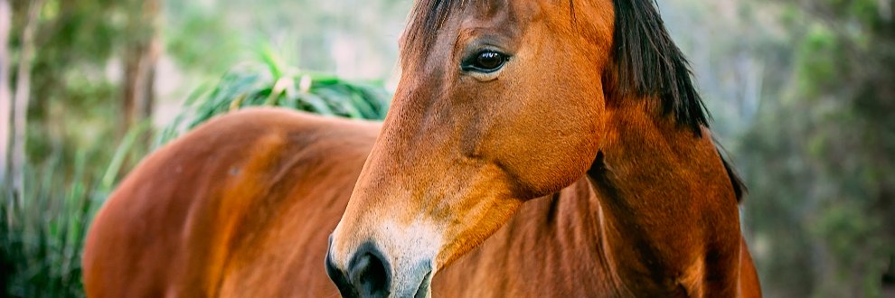 HorseHelpHuman's profile banner image