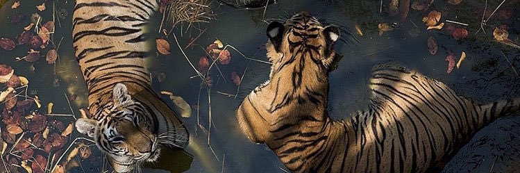 mandaakatzz's profile banner image
