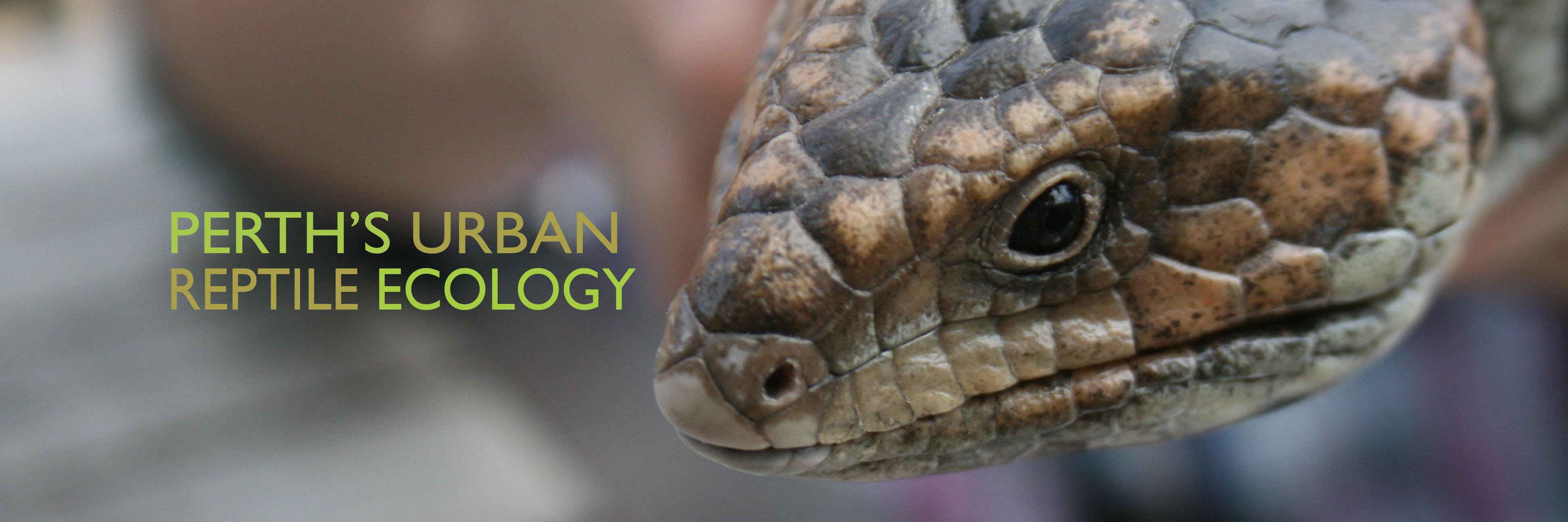 ReptileEcology's profile banner image